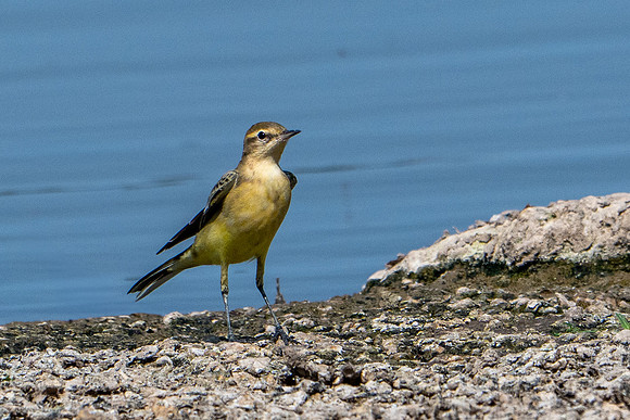 Yellow Wagtail 120825-2