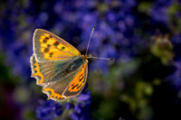 Small Copper 060825