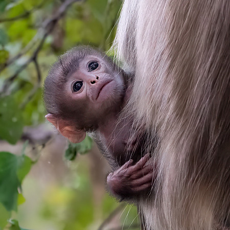Langur Monkeys -11