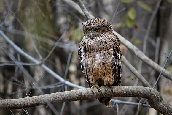 Brown Fish Owl