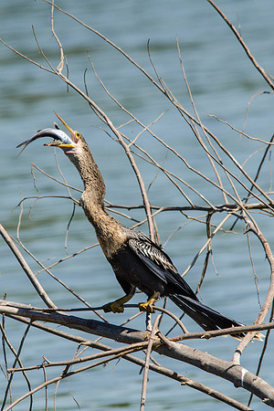 Anhinga with Fish -3