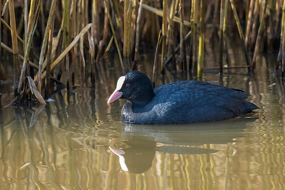 Coot 220322 -2
