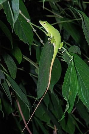 Neotropical Green Anole