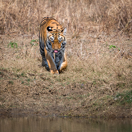 Tiger -3