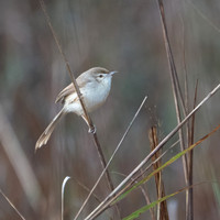 Plain Prinia