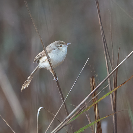 Plain Prinia