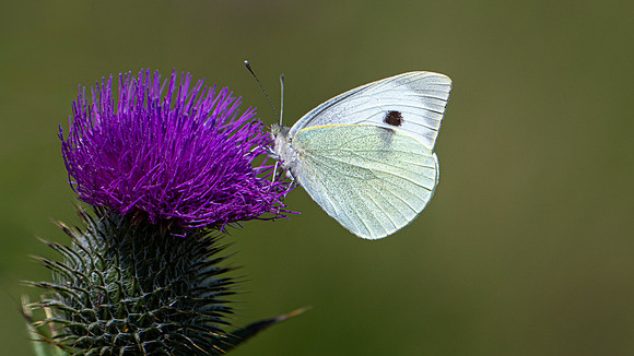 Mull 0f Galloway -7