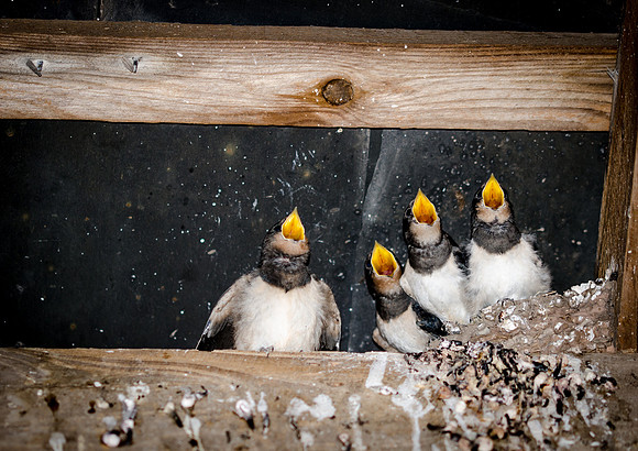 Hampton Court Gardens - Swallows - 3