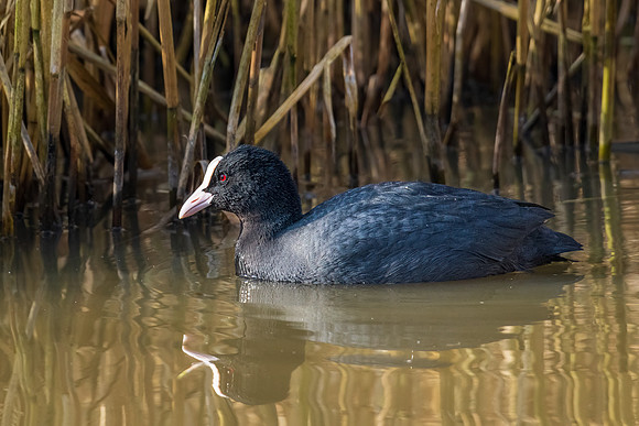 Coot 220322 -1