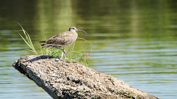 Whimbrel