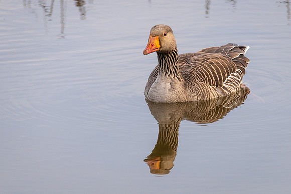 Greylag Goose-050422-2