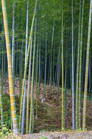 Bamboo Forest -1