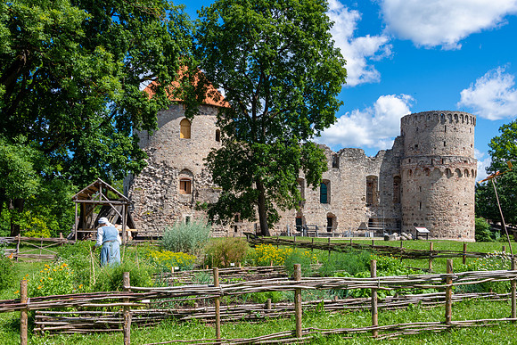 Cesis -3