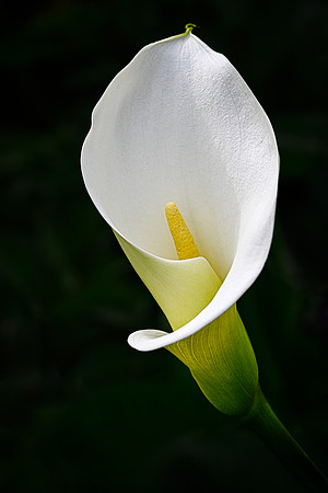 Calla Lilly