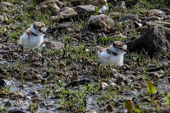 Little Ringed Plover Chicks 170522 -1