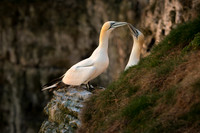 Bempton-92