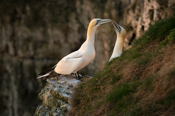 Bempton-92