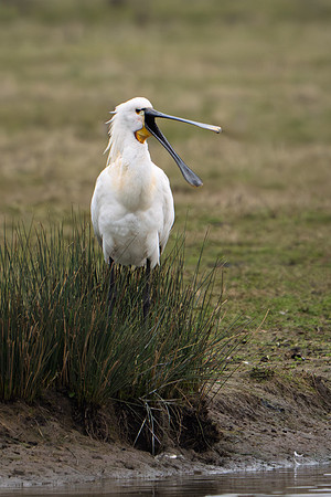Spoonbill 250325-6