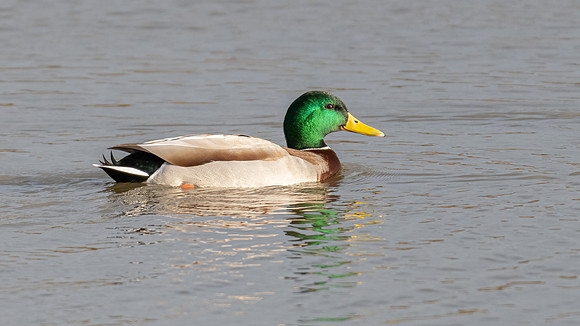 Mallard 230222