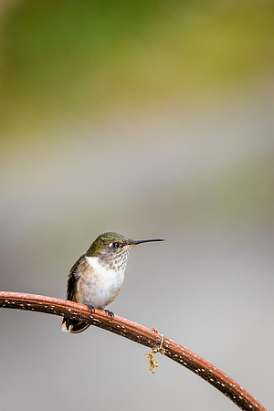 Scintillant Humming Bird