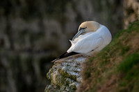 Bempton-101