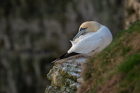 Bempton-101