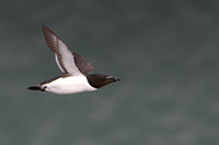 Razorbill -15