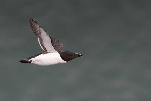 Razorbill -15