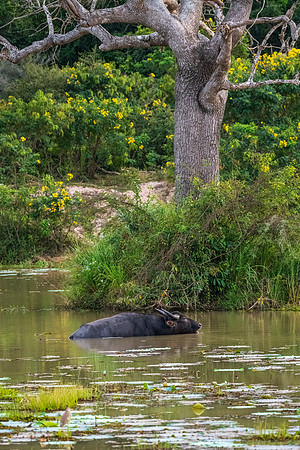 Water Buffalo -1