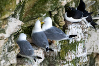 Bempton-119