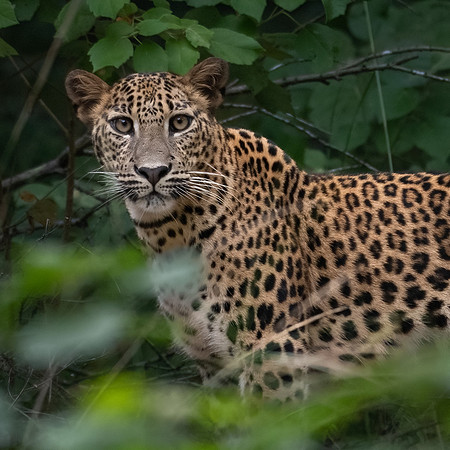 Young Leopard -5