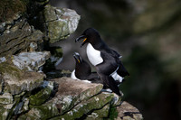 Razorbill -10