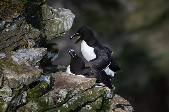 Razorbill -10