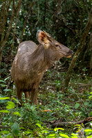 Sambar Deer -3