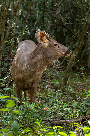 Sambar Deer -3