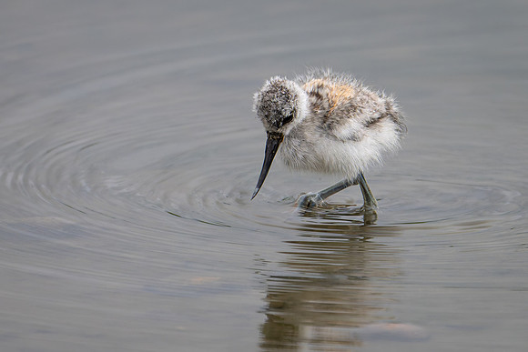 Baby Avocet 090724-2