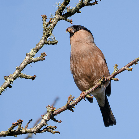 Bullfinch♀ 030325-2