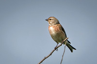 Linnet -3