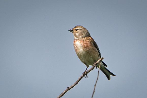 Linnet -3