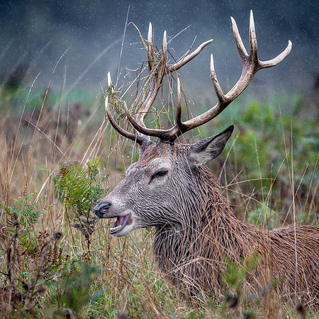 Red Deer Stag 141024-1