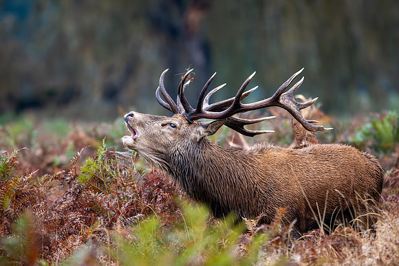 Red Deer Stag 141024-8