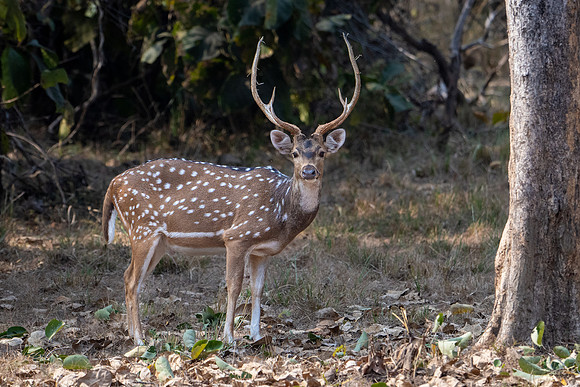 Spotted Deer ♂ - 1