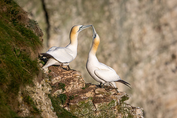 Bempton-176