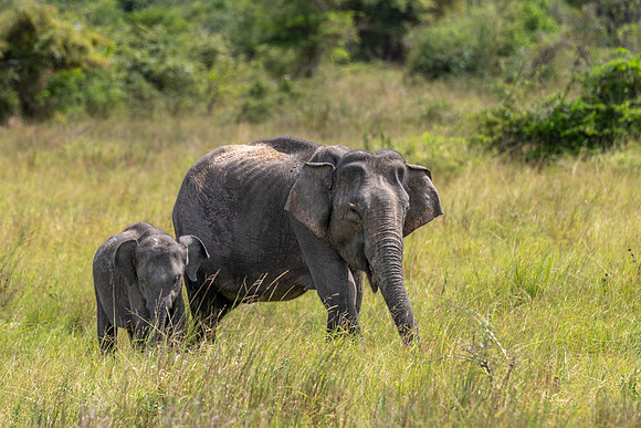 Indian Elephant with Calf -2