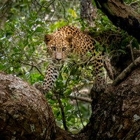 Young Leopard in Tree -3