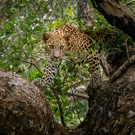 Young Leopard in Tree -3