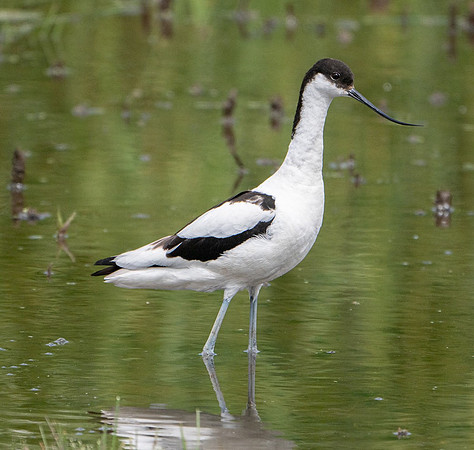 avocet-1