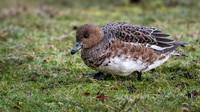 Wigeon 270224
