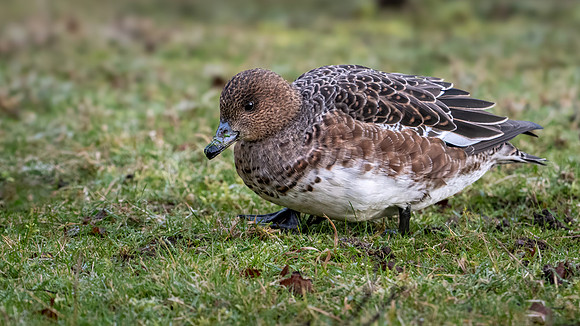 Wigeon 270224
