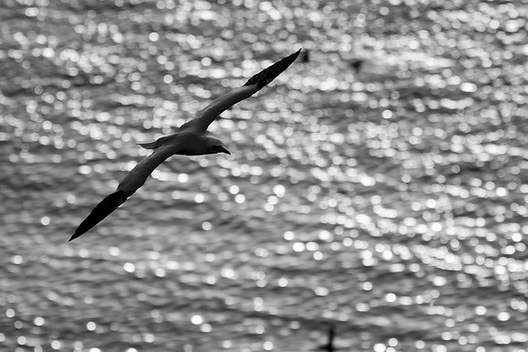 Bempton-37